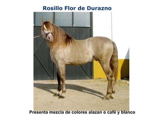 Rosillo Flor de Durazno Presenta mezcla de colores alazan o café y blanco 