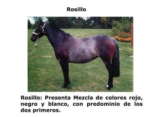 Rosillo Rosillo: Presenta Mezcla de colores rojo, negro y blanco, con predominio de los dos primeros. 