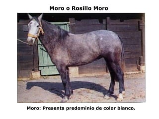 Moro o Rosillo Moro Moro: Presenta predominio de color blanco. 