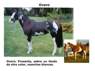 Overo Overo: Presenta, sobre un fondo de otro color, manchas blancas. 