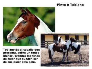 Pinto o Tobiano Tobiano:Es el caballo que presenta, sobre un fondo blanco, grandes manchas de color que pueden ser de cualquier otro pelo. 