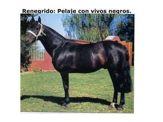Renegrido: Pelaje con vivos negros. 