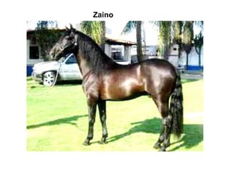 Zaino 