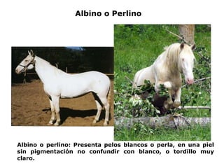 Albino o Perlino Albino o perlino: Presenta pelos blancos o perla, en una piel sin pigmentación no confundir con blanco, o tordillo muy claro.  