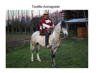 Tordillo Avinagrado 