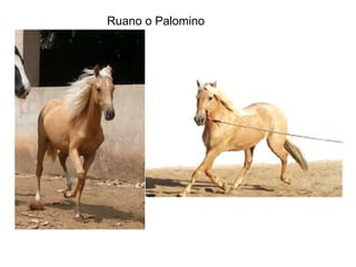 Ruano o Palomino 