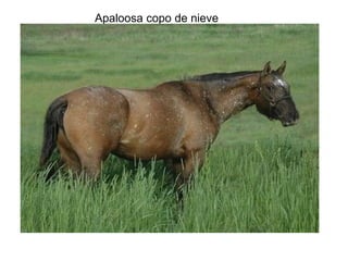 Apaloosa copo de nieve 