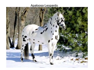 Apaloosa Leopardo 