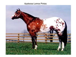 Apaloosa Lomos Pintos 