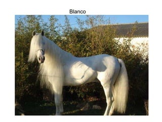 Blanco 