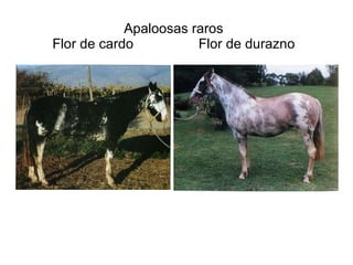 Apaloosas raros Flor de cardo  Flor de durazno 