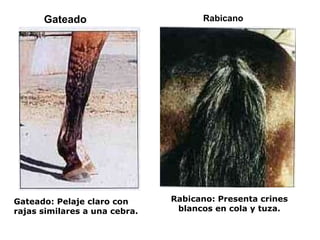 Gateado Gateado: Pelaje claro con rajas similares a una cebra. Rabicano: Presenta crines blancos en cola y tuza. Rabicano 