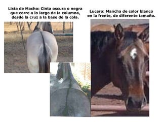 Lista de Macho: Cinta oscura o negra que corre a lo largo de la columna, desde la cruz a la base de la cola. Lucero: Mancha de color blanco en la frente, de diferente tamaño. 