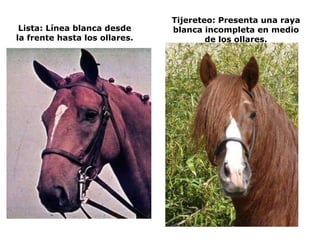 Lista: Línea blanca desde la frente hasta los ollares. Tijereteo: Presenta una raya blanca incompleta en medio de los ollares. 