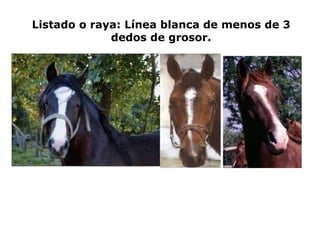 Listado o raya: Línea blanca de menos de 3 dedos de grosor. 