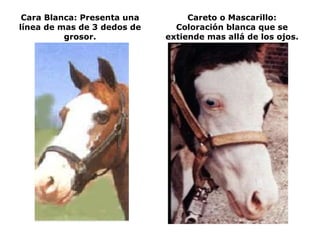 Cara Blanca: Presenta una línea de mas de 3 dedos de grosor. Careto o Mascarillo: Coloración blanca que se extiende mas allá de los ojos. 