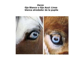 Zarco Ojo Blanco u Ojo Azul: Linea blanca alrededor de la pupila 