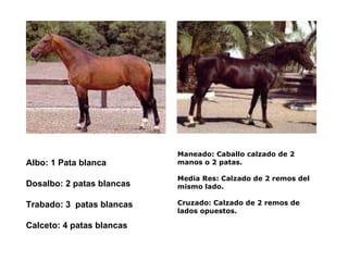 Maneado: Caballo calzado de 2 manos o 2 patas. Media Res: Calzado de 2 remos del mismo lado. Cruzado: Calzado de 2 remos de lados opuestos. Albo: 1 Pata blanca Dosalbo: 2 patas blancas  Trabado: 3  patas blancas Calceto: 4 patas blancas 