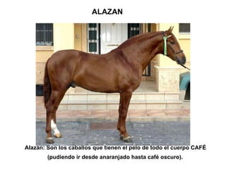 ALAZAN Alazán: Son los caballos que tienen el pelo de todo el cuerpo CAFÉ (pudiendo ir desde anaranjado hasta café oscuro). 