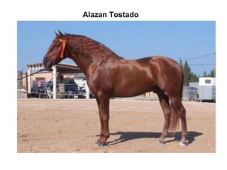 Alazan Tostado 