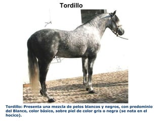 Tordillo Tordillo: Presenta una mezcla de pelos blancos y negros, con predominio del Blanco, color básico, sobre piel de color gris o negra (se nota en el hocico). 
