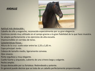 Aptitud más destacable :
Caballo de silla y enganche, reconocido especialmente por su gran elegancia.
Continúa siendo muy utilizado en el campo gracias a la gran fiabilidad de la que hace muestra.
Se adapta perfectamente a los ejercicios de alta escuela.
Imprescindible en corridas de toros.
Características físicas :
Altura de la cruz: suele estar entre los 1,55 y 1,65 m.
Capa principal: tordo.
Cabeza de tamaño medio, ligeramente convexa.
Ojos vivaces.
Porte orgulloso y muy elegante.
Cuello fuerte y arqueado, cubierto de una crinera larga y colgante.
Pecho amplio.
Grupa destacable por su fortaleza. Redondeada y potente.
En general puede decirse que se trata de un caballo perfectamente proporcionado.
ANDALUZ
 