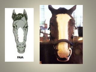 FAJA
 