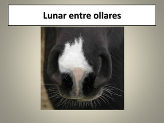 Lunar entre ollares
 