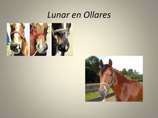 Lunar en Ollares
 