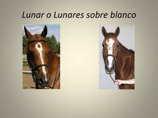 Lunar o Lunares sobre blanco
 