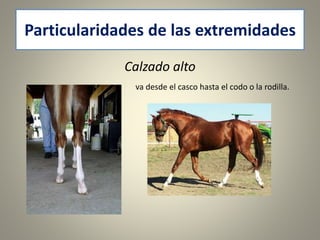 Particularidades de las extremidades
Calzado alto
va desde el casco hasta el codo o la rodilla.
 
