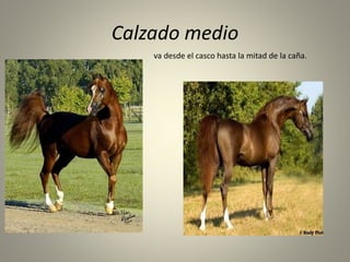 Calzado medio
va desde el casco hasta la mitad de la caña.
 