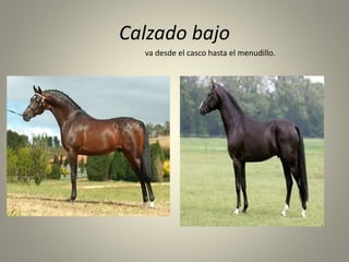 Calzado bajo
va desde el casco hasta el menudillo.
 