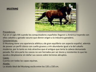 Procedencia:
Fue en el siglo XIX cuando los conquistadores españoles llegaron a América trayendo con
ellos caballos y ganado vacuno que dieron origen a la industria ganadera.
Características:
El Mustang tiene una apariencia atlética y de gran equilibrio con aspecto español, además
de poseer un perfil clásico con cuello grueso y crín abundante igual a la del caballo
moderno, por lo tanto es más atractivo que el antiguo que tenía la cabeza demasiado
pesada. Por otra parte los cascos no son herrados por ser duros y resistentes lo que les
ayuda a desplazarse sin dañar sus cascos sobre terrenos abruptos.
Capas:
Cuenta con todas las capas equinas.
Alzada:
La alzada ideal del Mustang oscila entre los 135 y 150 cm.
MUSTANG
 