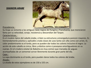 Procedencia :
Su linaje se remonta a las antiguas razas negras de Hungría y Transilvania, que merecieron
fama por su velocidad, coraje, resistencia y descendían del Tarpan.
Caracteristicas :
Es el modelo típico del caballo árabe, si bien su estructura y envergadura parecen mayores. Es
tremendamente práctico y aplicable a toda clases de usos tanto con silla como con arnés. EL
color predominante es el tordo, pero se pueden dar todos los colores inclusive el negro. La
acción de este caballo es única, libre y elástica como si poseyese amortiguadores en su
cuerpo. En el criadero estatal de Babolna es muy común que manadas de yeguas
acompañadas de un semental corran libremente durante gran parte del día.
Capa :
La capa dominante es el tordo, pero pueden darse todos los colores del árabe.
Alzada :
La alzada de estos ejemplares es de 150 a 155 cm.
SHANGYA ARABE
 