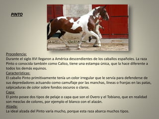 Procedencia:
Durante el siglo XVI llegaron a América descendientes de los caballos españoles. La raza
Pinto o conocida también como Calico, tiene una estampa única, que la hace diferente a
todos los demás equinos.
Características:
El caballo Pinto primitivamente tenía un color irregular que le servía para defenderse de
sus depredadores actuando como camuflaje por las manchas, líneas o franjas en las patas,
salpicaduras de color sobre fondos oscuros o claros.
Capa:
El pinto posee dos tipos de pelaje o capa que son el Overo y el Tobiano, que en realidad
son mezclas de colores, por ejemplo el blanco con el alazán.
Alzada:
La ideal alzada del Pinto varía mucho, porque esta raza abarca muchos tipos.
PINTO
 