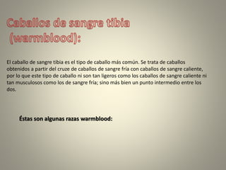 El caballo de sangre tibia es el tipo de caballo más común. Se trata de caballos
obtenidos a partir del cruze de caballos de sangre fría con caballos de sangre caliente,
por lo que este tipo de caballo ni son tan ligeros como los caballos de sangre caliente ni
tan musculosos como los de sangre fría; sino más bien un punto intermedio entre los
dos.
Éstas son algunas razas warmblood:
 
