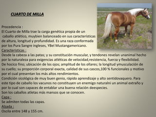 Procedencia :
El Cuarto de Milla trae la carga genética propia de un
caballo atlético, muybien balanceado en sus características
de altura, longitud y profundidad. Es una raza conformada
por los Pura Sangre ingleses, YBel Mustangamericano.
Caracteristicas :
Desde la cabeza a las patas; y su constitución muscular, y tendones revelan unanimal hecho
por la naturaleza para exigencias atléticas de velocidad,resistencia, fuerza y flexibilidad.
De hocico fino; ubicación de los ojos; amplitud de los ollares; la longitud ymusculación de
su cuello; su proporción corporal exacta, calidad de sus cascos,100 % funcionales y motivo
por el cual presentan los más altos rendimientos.
Condición sicológica de muy buen genio, rápido aprendizaje y alto sentidovaquero. Para
este tipo de caballo los vacunos no constituyen un enemigo naturalni un animal extraño y
por lo cual son capaces de entablar una buena relación deespecies.
Son los caballos atletas más mansos que se conocen.
Capa :
Se admiten todas las capas.
Alzada :
Oscila entre 148 y 155 cm.
CUARTO DE MILLA
 