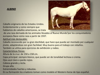 Caballo originario de los Estados Unidos.
Evidentemente y como siempre que
hablamos de caballos americanos, se trata
de una raza derivada de los animales llevados al “Nuevo Mundo”por los conquistadores
europeos.Nace como raza a partir de 1937.
Aptitud más destacable:
Caballo reconocido por su gran docilidad, que hace que pueda ser montado por cualquier
jinete, adaptándose con gran facilidad. Muy bueno para el trabajo con rebaños.
También se utiliza para ejercicios de exhibición y rodeo.
Características físicas:
Altura de la cruz: de 150 a 158 cm.
Capa principal: siempre blanco, que puede ser de tonalidad lechosa o crema.
Ojos azul claro o pardo rojizo.
Cabeza grande y recta.
Grupa alta.
Extremidades fuertes y robustas.
En su formación los criadores toman como modelo el Western-horse de tipo español.
ALBINO
 