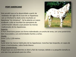 Esta versátil raza se ha desarrollado a partir de
mediados del siglo XX el cruce de un Appaloosa
con un Shetland ha dado como resultado un
Appaloosa "en miniatura" . Se ha abierto un nuevo
studbook y sólo se inscriben los ejemplares de
conformación robusta y que poseen las marcas
tradicionales de los Appaloosas.
Aspecto:
El Poni Americano posee una forma redondeada y es ancho de torax, con unos posteriores
bien musculados y uns extremidades fuertes y cortas.
Alzada:
Entre 1,13 y 1,30 metros.
Capa:
Suele tener las marcas habituales de los Appaloosas: manchas tipo leopardo, en copos de
nieve o marmoleadas, sobre fondo blanco.
Otras características:
Al igual que sus ascendienrtes es dócil y fácil de manejar, debido a su pequeño tamaño es
una raza muy apropiada para los niños.
PONY AMERICANO
 