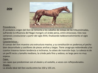 Procedencia :
El verdadero origen del Don se remonta a los caballos de estepa de las tribusnómadas,
sufriendo la influencia del Nagai mongol y el árabe persa, entre otrasrazas. Esta raza
comenzó a evolucionar a partir del siglo XVIII, finalizando taldesenvolvimiento el siglo
siguiente.
Características :
El cuerpo del Don muestra una estructura masiva, y su constitución es poderosa,el pecho
bien desarrollado y costillares de piezas anchas y largas. Tiene unagrupa redondeada y los
cuartos traseros tienen tendencia a inclinarse, la colaes de inserción baja. La cabeza es de
un perfil recto y tamaño mediano, la crínde pelo fino y sedoso, es larga pero no muy
espesa.
Capa :
Las capas que predominan son el alazán y el castaño, a veces con reflejosdorados.
Alzada :
La alzada ideal del Don oscila entre los 150 y 155 cm.
DON
 