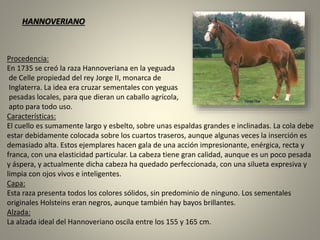 Procedencia:
En 1735 se creó la raza Hannoveriana en la yeguada
de Celle propiedad del rey Jorge II, monarca de
Inglaterra. La idea era cruzar sementales con yeguas
pesadas locales, para que dieran un caballo agrícola,
apto para todo uso.
Características:
El cuello es sumamente largo y esbelto, sobre unas espaldas grandes e inclinadas. La cola debe
estar debidamente colocada sobre los cuartos traseros, aunque algunas veces la inserción es
demasiado alta. Estos ejemplares hacen gala de una acción impresionante, enérgica, recta y
franca, con una elasticidad particular. La cabeza tiene gran calidad, aunque es un poco pesada
y áspera, y actualmente dicha cabeza ha quedado perfeccionada, con una silueta expresiva y
limpia con ojos vivos e inteligentes.
Capa:
Esta raza presenta todos los colores sólidos, sin predominio de ninguno. Los sementales
originales Holsteins eran negros, aunque también hay bayos brillantes.
Alzada:
La alzada ideal del Hannoveriano oscila entre los 155 y 165 cm.
HANNOVERIANO
 