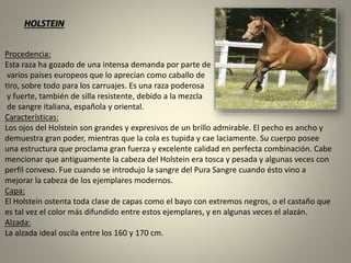 Procedencia:
Esta raza ha gozado de una intensa demanda por parte de
varios países europeos que lo aprecian como caballo de
tiro, sobre todo para los carruajes. Es una raza poderosa
y fuerte, también de silla resistente, debido a la mezcla
de sangre italiana, española y oriental.
Características:
Los ojos del Holstein son grandes y expresivos de un brillo admirable. El pecho es ancho y
demuestra gran poder, mientras que la cola es tupida y cae laciamente. Su cuerpo posee
una estructura que proclama gran fuerza y excelente calidad en perfecta combinación. Cabe
mencionar que antiguamente la cabeza del Holstein era tosca y pesada y algunas veces con
perfil convexo. Fue cuando se introdujo la sangre del Pura Sangre cuando ésto vino a
mejorar la cabeza de los ejemplares modernos.
Capa:
El Holstein ostenta toda clase de capas como el bayo con extremos negros, o el castaño que
es tal vez el color más difundido entre estos ejemplares, y en algunas veces el alazán.
Alzada:
La alzada ideal oscila entre los 160 y 170 cm.
HOLSTEIN
 