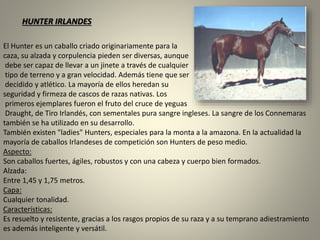 El Hunter es un caballo criado originariamente para la
caza, su alzada y corpulencia pieden ser diversas, aunque
debe ser capaz de llevar a un jinete a través de cualquier
tipo de terreno y a gran velocidad. Además tiene que ser
decidido y atlético. La mayoría de ellos heredan su
seguridad y firmeza de cascos de razas nativas. Los
primeros ejemplares fueron el fruto del cruce de yeguas
Draught, de Tiro Irlandés, con sementales pura sangre ingleses. La sangre de los Connemaras
también se ha utilizado en su desarrollo.
También existen "ladies" Hunters, especiales para la monta a la amazona. En la actualidad la
mayoría de caballos Irlandeses de competición son Hunters de peso medio.
Aspecto:
Son caballos fuertes, ágiles, robustos y con una cabeza y cuerpo bien formados.
Alzada:
Entre 1,45 y 1,75 metros.
Capa:
Cualquier tonalidad.
Características:
Es resuelto y resistente, gracias a los rasgos propios de su raza y a su temprano adiestramiento
es además inteligente y versátil.
HUNTER IRLANDES
 
