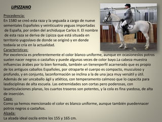 Procedencia:
En 1580 se creó esta raza y la yeguada a cargo de nueve
sementales Españoles y veinticuatro yeguas importadas
de España, por orden del archiduque Carlos II. El nombre
de esta raza se deriva de Lipizza que está situada en
territorio yugoslavo de donde se originó y en donde
todavía se cría en la actualidad.
Características:
Por excelencia es preferentemente el color blanco uniforme, aunque en ocasioneslos potros
suelen nacer negros o castaños y puede algunas veces de color bayo.La cabeza muestra
influencias árabes por lo bien formada, también un tienenperfil acarnerado que es propio
de los antiguos caballos Españoles, por otraparte el cuerpo es compacto, musculoso y
profundo, y en conjunto, laconformación se inclina a la de una jaca muy versátil y útil.
Además de ser uncaballo ágil y atlético, con temperamento calmoso que lo capacita para
lasdisciplinas de alta escuela. Las extremidades son cortas pero poderosas, con
lasarticulaciones planas, los cuartos traseros son potentes, y la cola es fina ysedosa, de alta
de inserción.
Capa:
Como ya hemos mencionado el color es blanco uniforme, aunque también puedennacer
potros negros o castaños.
Alzada:
La alzada ideal oscila entre los 155 y 165 cm.
LIPIZZANO
 