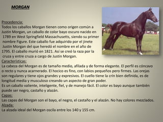 Procedencia:
Todos los caballos Morgan tienen como origen común a
Justin Morgan, un caballo de color bayo oscuro nacido en
1789 en West Springfield Massachusetts, siendo su primer
nombre Figure. Este caballo fue adquirido por el jinete
Justin Morgan del que heredó el nombre en el año de
1795. El caballo murió en 1821. Así se creó la raza por la
cruza y entre cruza a cargo de Justin Morgan.
Características:
La cabeza del Morgan es de tamaño medio, afilada y de forma elegante. El perfil es cóncavo
o recto y nunca acarnerado. El hocico es fino, con labios pequeños pero firmes. Las orejas
son regulares y tiene ojos grandes y expresivos. El cuello tiene la crín bien definida, es de
longitud media y musculoso creando un aspecto de gran poder.
Es un caballo valiente, inteligente, fiel, y de manejo fácil. El color es bayo aunque también
puede ser negro, castaño y alazán.
Capas:
Las capas del Morgan son el bayo, el negro, el castaño y el alazán. No hay colores mezclados.
Alzada:
La alzada ideal del Morgan oscila entre los 140 y 155 cm.
MORGAN
 