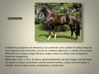El Oldenburg (originario de Alemania), fue sustituido como caballo de trabajo después
de la Segunda Guerra Mundial, así que los criadores aligeraron su caballo para montar.
Más tarde se introdujo sangre del pura sangre y ahora se utilizan para transporte y
monta de competición.
Mide entre 1,60 y 1,70 m. de altura, aproximadamente, de color: Negro, marrón, bayo
con pecho y cuerpo musculosos, cuartos traseros fuertes, y patas cortas Es audaz, y
sensible. Se lo usa para monta, competición, y conducción.
OLDENBURG
 
