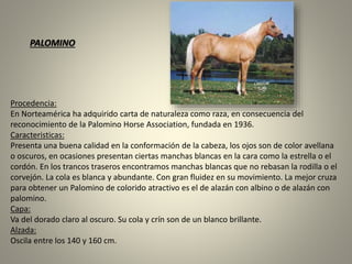 Procedencia:
En Norteamérica ha adquirido carta de naturaleza como raza, en consecuencia del
reconocimiento de la Palomino Horse Association, fundada en 1936.
Caracteristicas:
Presenta una buena calidad en la conformación de la cabeza, los ojos son de color avellana
o oscuros, en ocasiones presentan ciertas manchas blancas en la cara como la estrella o el
cordón. En los trancos traseros encontramos manchas blancas que no rebasan la rodilla o el
corvejón. La cola es blanca y abundante. Con gran fluidez en su movimiento. La mejor cruza
para obtener un Palomino de colorido atractivo es el de alazán con albino o de alazán con
palomino.
Capa:
Va del dorado claro al oscuro. Su cola y crín son de un blanco brillante.
Alzada:
Oscila entre los 140 y 160 cm.
PALOMINO
 