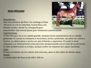 Procedencia:
Esta raza proviene del Perú. Sin embargo el Paso
Peruano se cría en Colombia, Puerto Rico y los
Estados Unidos, donde ha conseguido gran
popularidad. Este animal posee gran resistencia y personalidad.
Caracteristicas:
El Paso Peruano no es un caballo grande, tampoco tiene características de un caballo
galopador. El cuerpo es compacto y musculoso, ancho y profundo. Las patas son cortas y
fuertes. La cabeza plana y ancha con ojos brillantes y expresivos. El cuello lo tiene
arqueado y es relativamente corto pero bien proporcionado con el resto de la estructura.
El color predominante es el bayo, aunque suelen ser alazanes con capas mezcladas.
Capa:
El bayo y el alazán son los colores más comunes, pero se dán todas las demás capas.
Alzada:
La alzada ideal del Paso es de 140 a 150 cm.
PASO PERUANO
 