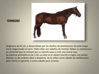Originario de EE UU, y desarrollado por los dueños de plantaciones durante largas
horas enganchado al carro. Todos ellos son caballos de montar. Deben su existencia a
un semental que se rechazó por su extraño paso y creó una nueva raza.
Su estatura promedio es de 1,50, su color es el alazán marrón o negro, con pintas
blancas, es de carácter dócil y despierto. Se le utiliza como caballo de exhibiciones,
para monta en general, o como caballo para arneses.
TENNESSEE
 